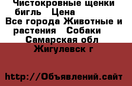 Чистокровные щенки бигль › Цена ­ 15 000 - Все города Животные и растения » Собаки   . Самарская обл.,Жигулевск г.